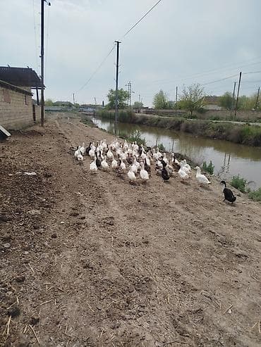 ordek satisi: Satılır: ördək sürüsü - Növlər: ağ və qəhvəyi yerli/peykin ördəklər — 1
