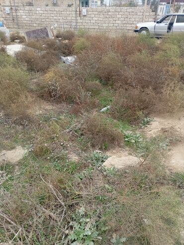 Tikinti, Kupça (Çıxarış)