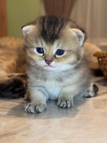 sinsila pisik: Qızıl şinşilla, Erkək, Dişi, Yaxşı əllərə, Ünvandan götürmə, Ödənişli çatdırılma — 1