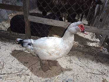 ağdaş yemi: Dişi, | Lal ördək, Damazlıq — 4