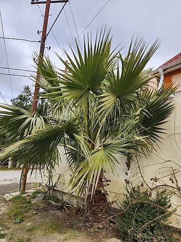 Digər bitkilər: Dekorativ palma ağacı – fan formalı yarpaqlı (yükək soyuğa davamlı — 5