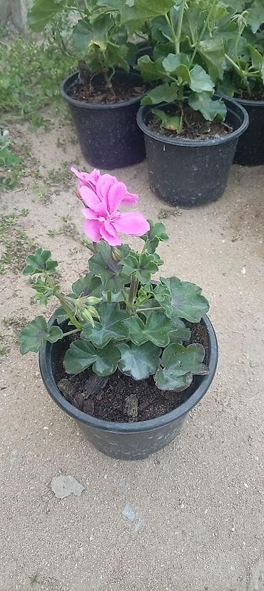 xlorofitum bitkisi: Saksıda sardunya (pelargonium) fidanları - Növ: Pelargonium — 3