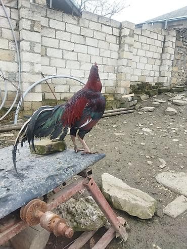 tap az zvonok itler: Qırmızı xoruz 3 yaş yarım. damazlıq. bu biri balaca qırmızı iyun — 9