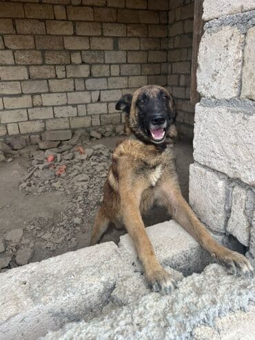 купить собаку малинуа: Belçika çoban iti, 2 il, Erkek, Peyvəndli — 23