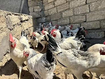 kənd colpasi: 5 Ay Yarımlıq Xoruzlar. 30 Ədəd 5 Ay 10 Günlük Fərələr. Fərələr — 8