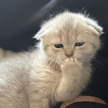 Şotland yastı qulaq