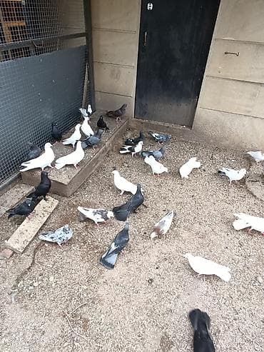 goyercin uzuyu: Seçmədə satılır kütdə — 2