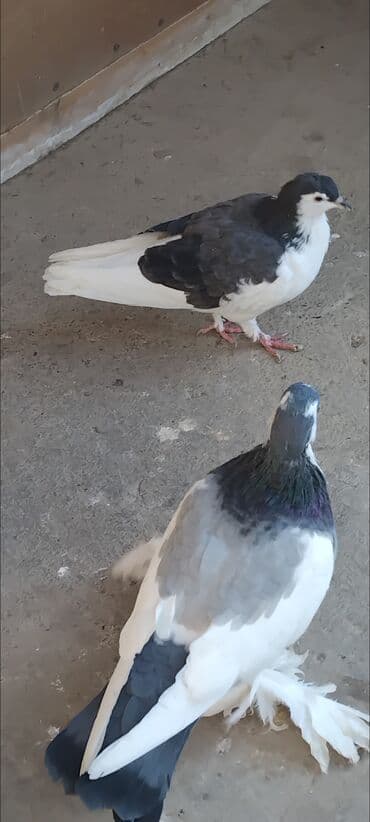 qasqaldag qusu: 3 eded delfin 1 cütdür bala verir saglam heyvanlardir 3 ededi 45 manat — 9