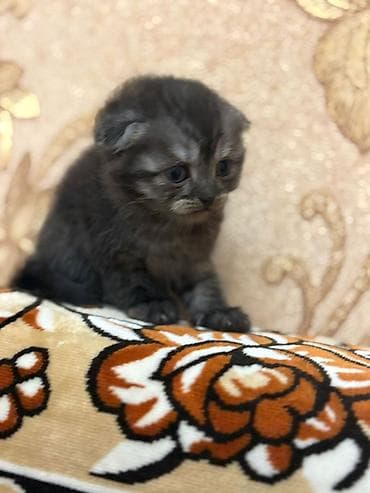 pisik yemeyi: Şotland, Erkək — 1