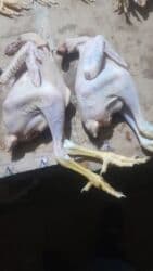 kənd colpası satışı: Xoruzlar satilir temiz et 1.300 1.500 11 azn ve 750 900 qram 9Azn — 2