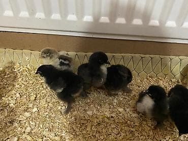 cücələrin satışı: Toyuq cücələri, Ətlik — 5