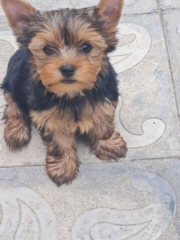 джек рассел терьер купить: Йоркширский терьер, 2 месяца, Самка, Платная доставка, Доставка в районы, Бесплатная доставка — 2