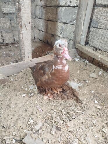 Gəmiricilər: Dişi, | Lal ördək, Ətlik — 4