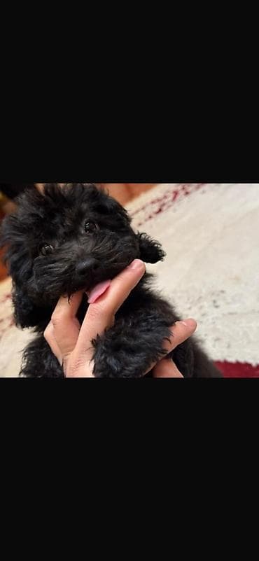 Pudel, 3 ay, Dişi, Peyvəndli, Ünvandan götürmə — 1