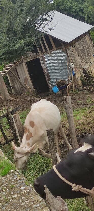 simmental ineklerin satisi: Теленок, Самка, Simental, месяцев: 2, 120 кг, Для молока, Самовывоз — 5