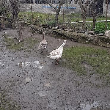 cucelerin satisi: Bir cüt erkəy və dişi saçaqlı qaz satılır yumurtamaq istəyir çox gözəl — 4