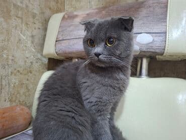 pişik yem: Şotland yastı qulaq — 2