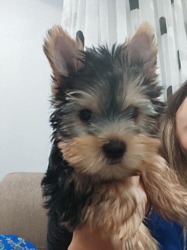 Yorkşir teryer, 3 ay, Erkek, Peyvəndli