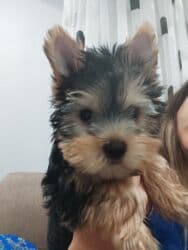 Yorkşir teryer, 3 ay, Erkek