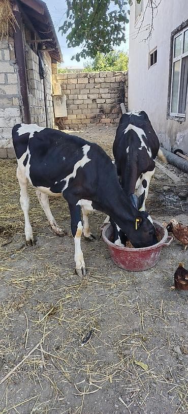 qaz və ordək: Dana, buzov, Dişi, Holsteyn, ay: 1, 80 kq, Südlük, Damazlıq — 4