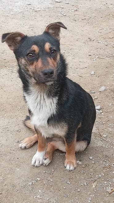 Etrafli melumat ucun zeng — 1