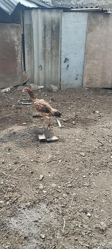 çin aslani: Toyuq, Damazlıq — 1