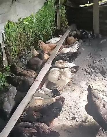 sibrayt toyuqlari: Toyuq, Yumurtalıq — 2
