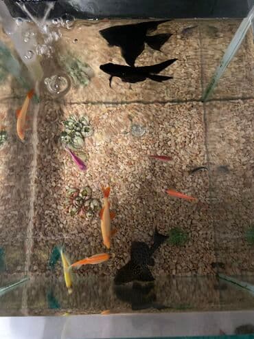 oskar balığı: Akvarium, balıqlarla birlikdə satılır 120 AZN. Ödənişli çatdırılma ilə — 4