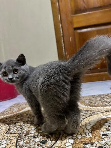 pișik: Böyük, yumşaq tük̈lü, börküm-börküm bölük bədəni və yuvarlaq — 3