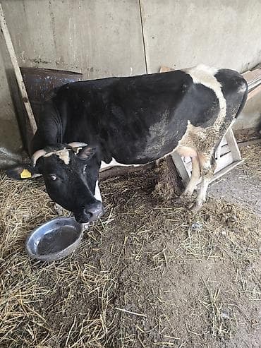 sort inəklər: 11letir südü var cavan maldi — 1