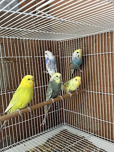 qus: Cute hazir quslar satilir tek tek 1 i 20 manat. Cut goturen olsa 35 — 2