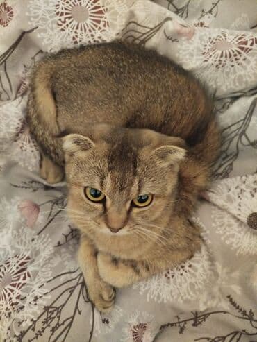 вислоухие коты серые: Шотладская вислоухая, Самка, Платная доставка — 4