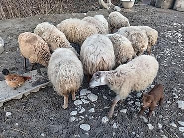 simmental inək cinsi: Salam qoyunlar 2 balalidir teze qalanı bogazdir — 6
