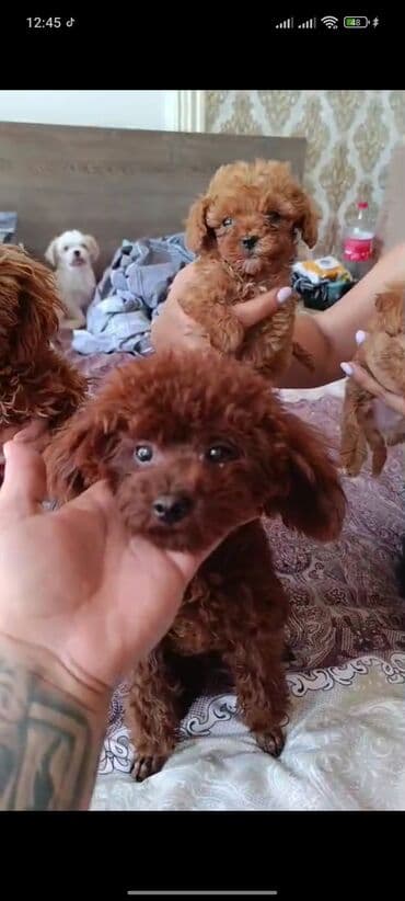 toy budel: Pudel, 3 ay, Erkek, Peyvəndli, Ünvandan götürmə — 22