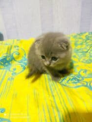 pişik cutleşdirme: Şotland, Dişi, Yaxşı əllərə, Ünvandan götürmə — 8