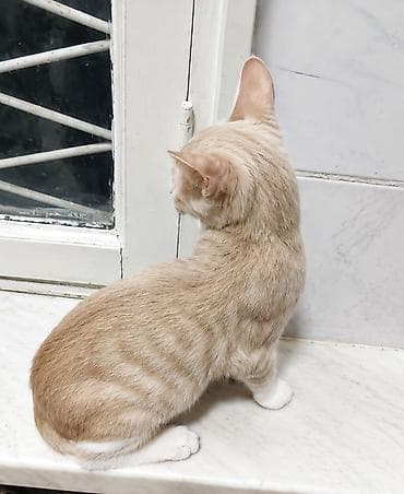 Кошки: Самец, В добрые руки, Самовывоз — 2