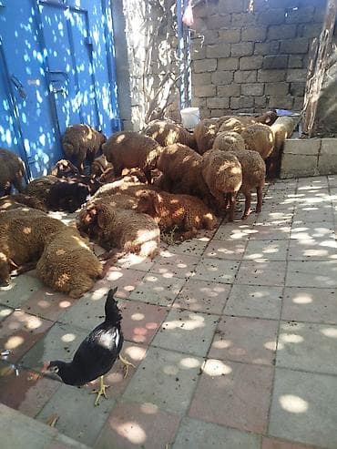 qala sortu qoyun: Qoyun sürüsü – yerli cins, qəhvəyi yunlu 39 quzudu biri 215 lə kom — 1