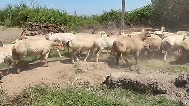 qoyun mal: Dişi, il: 1, Pulsuz çatdırılma — 4