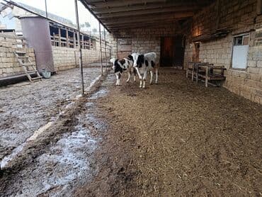 iri buynuzlu mal qara qiymeti: Dişi dana 7 aylıq erkəy 10 aylıq - Cins: südlük/ətlik istiqamətli — 2