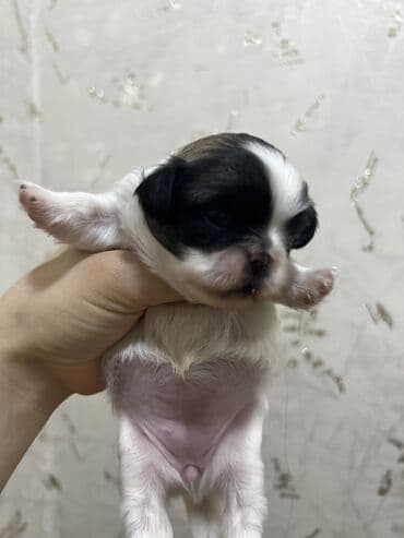 doyus itleri: Pekines, Dişi, Ünvandan götürmə — 5