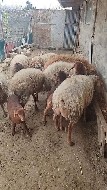 heyvan satisi: 7 Baş heyvandi. 4 ədəd yanibala ( 2erkek 2 dişi balalar) Bir Erkek qoç — 2