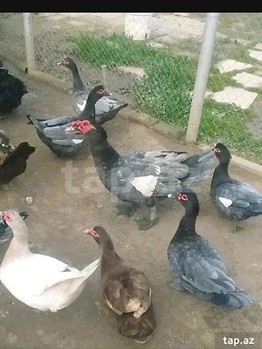 Şəkildəki ördəklərin yumurtasi satilir
Təzə və mayali yumurtalardi