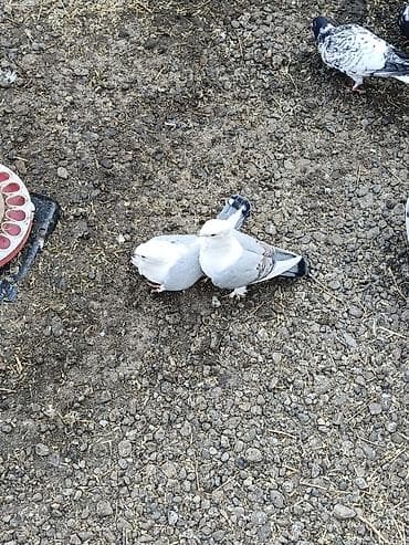Hazır cüt Hünkarler ləvğ edirəm deyə satılır bala veren sağlam