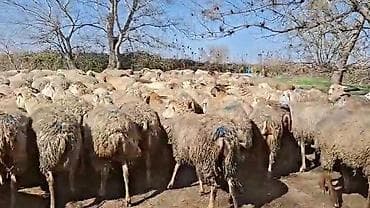 Mal-qara: Qoyun sürüsü – ətlik və yunun istehsalı üçün - Növ: yerli qarışıq — 1