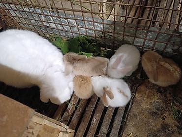 ov iti type 0 per page 40: Holland lop ve yerli cins dovsanlar 1 ayları tamam olmayib.mini — 5