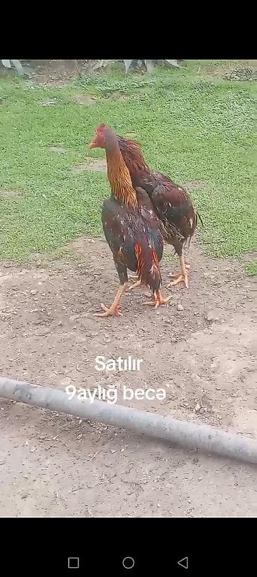 Toyuqlar: 9 aylığ becə satılır super becədi barter var itlə telfonla velasbetlə — 1