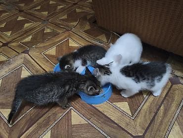 keci: Siam — 4