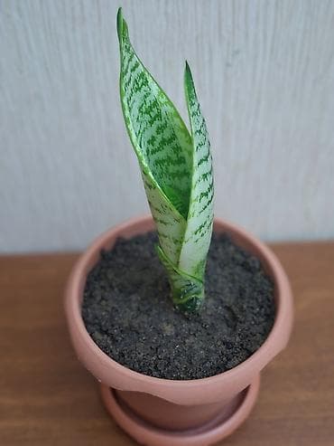 Çöl bitkiləri: Sansevieriya "Laurentii" Kök atmış sansevieriya (qaynana dili) — 1