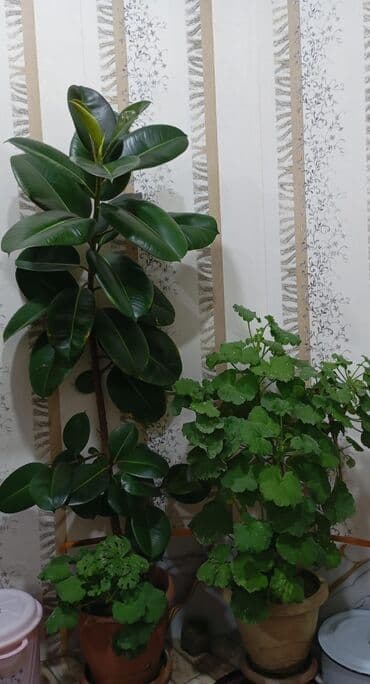 Ficus satilir lalafo.az -da Ficus satilir