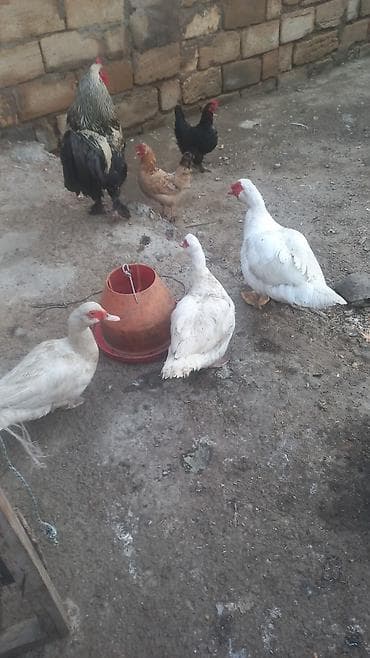 ordek bala: Düm ağ qar kimi Lal ordekler 2 fere 1 xoruz yumurtayan toyoqlarlada — 3